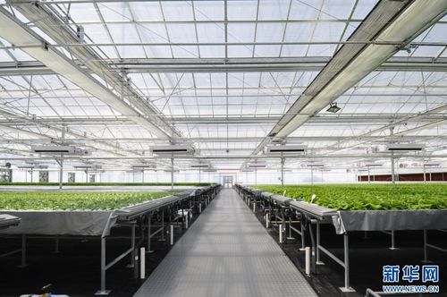 強信心 走進(jìn)百企丨果蔬住上 科技房 智慧農(nóng)業(yè) 種 出新花樣